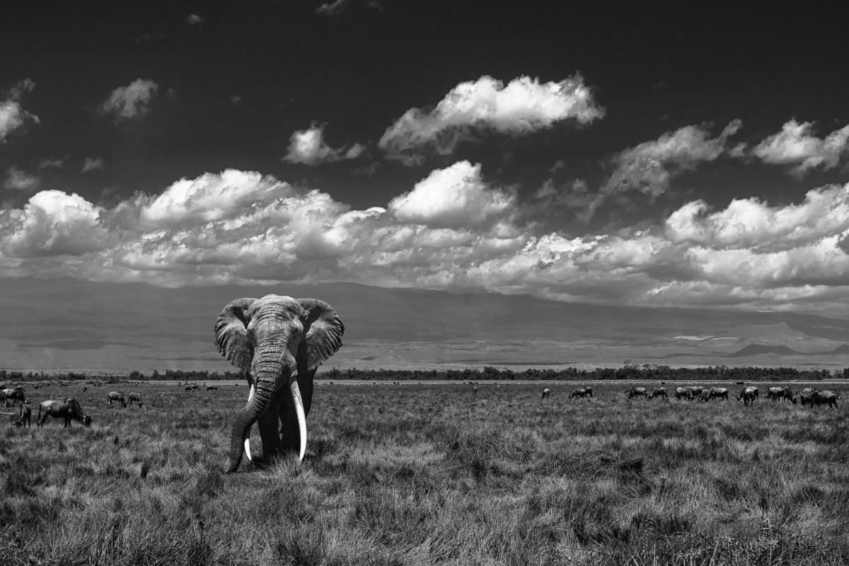 Big tusker elephant (Michael) roams the plains - Amboseli National Park, Kenya