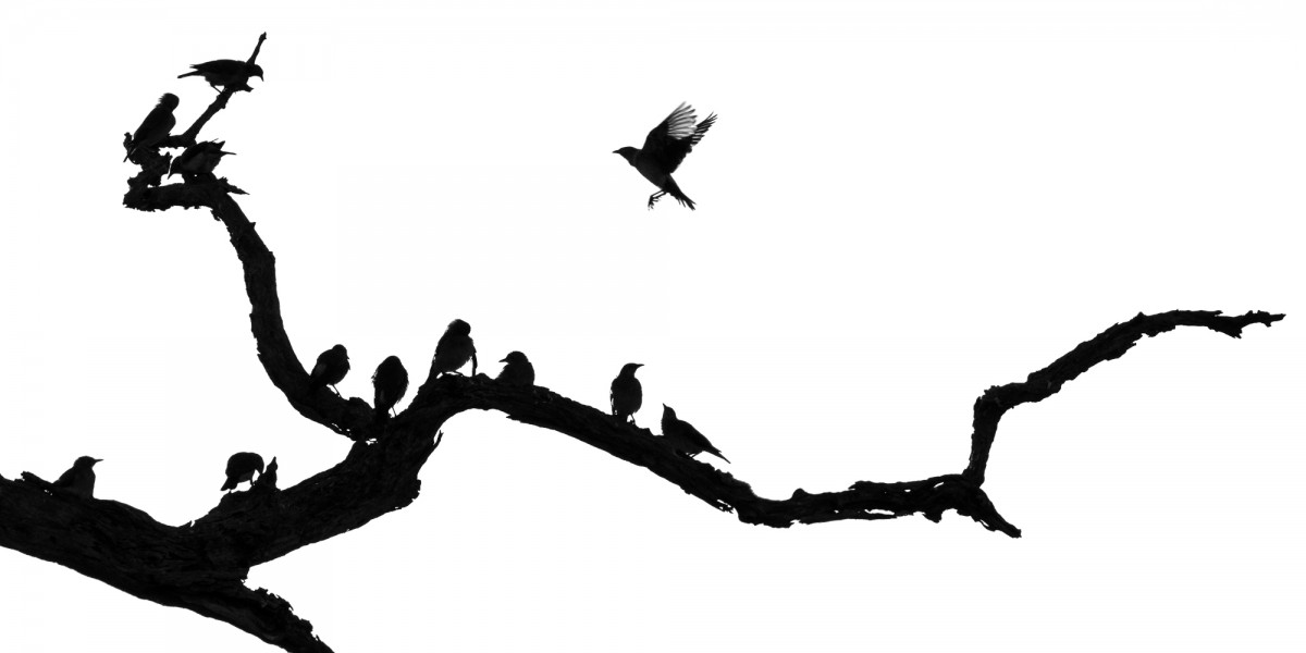 Silhouette of weaver birds on a branch