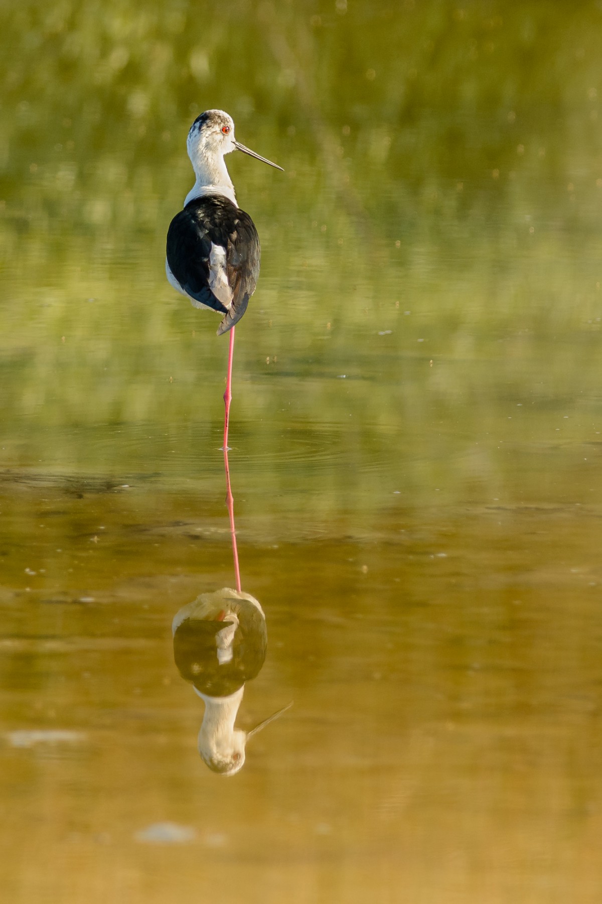 Black-winged stilt Himantopus himantopus) with reflection