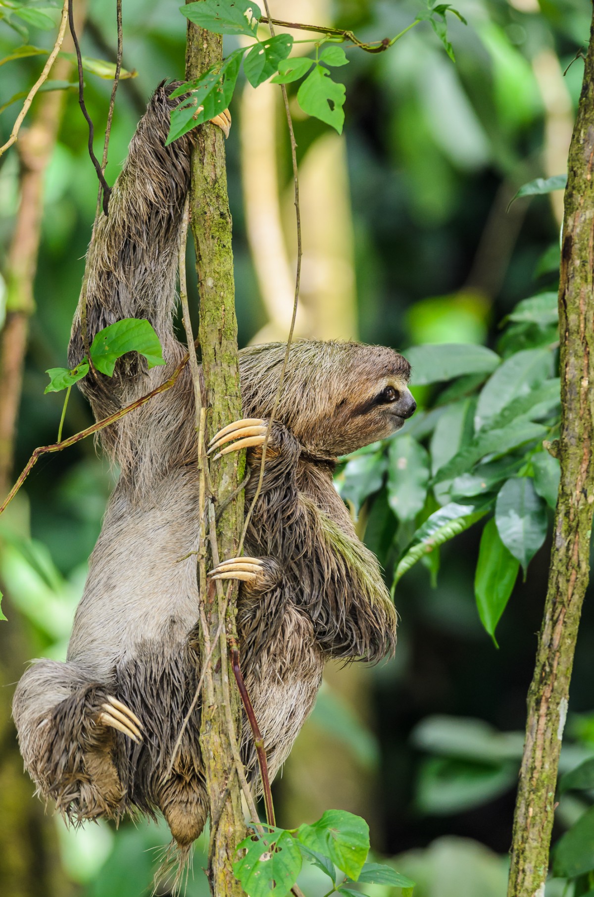 Brown-throated sloth (Bradypus variegatus) climbing in a tree in the rainforest of Costa Rica.