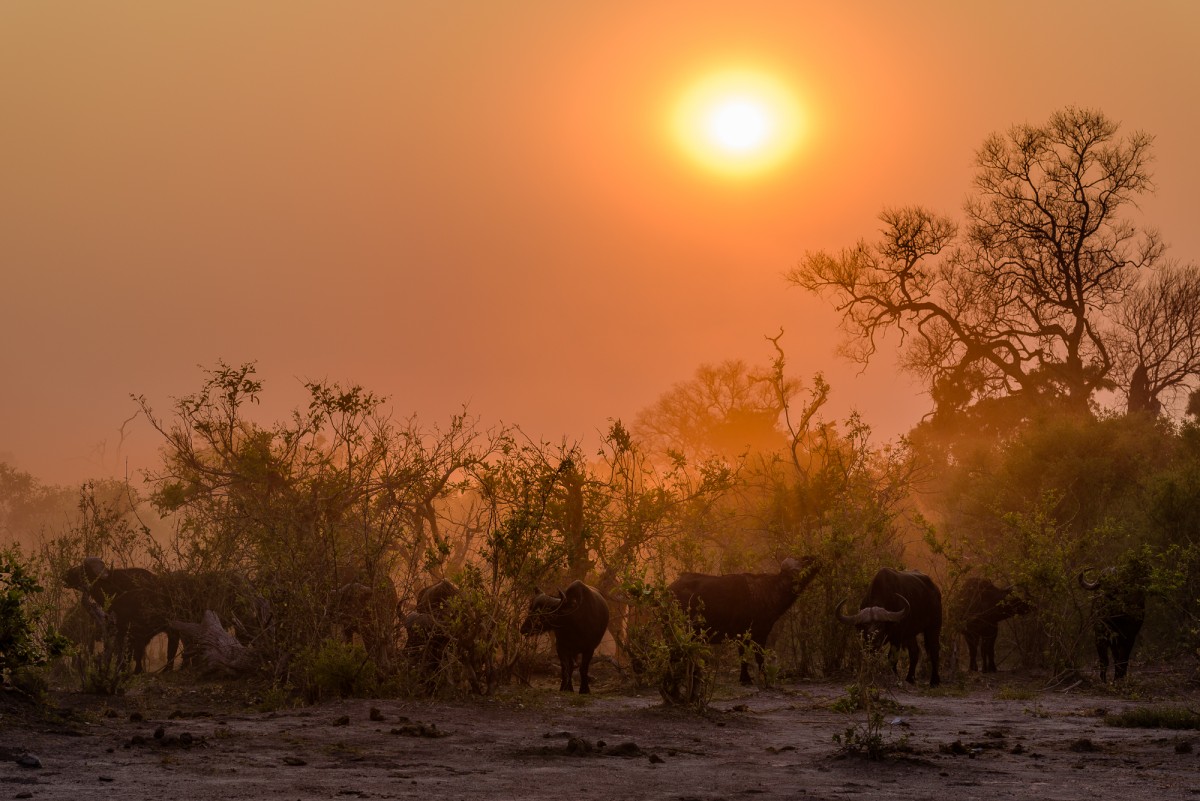 Herd of Cape buffalo (Syncerus caffer) during sunrise - Chobe Np, Botswana