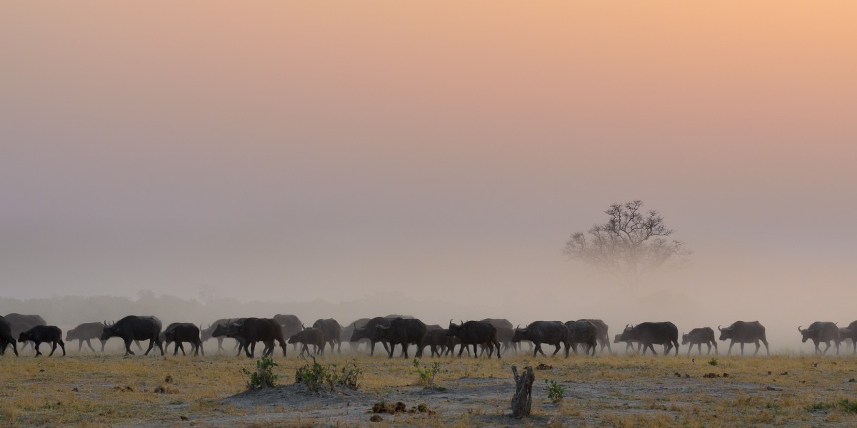 A herd of Cape buffalo (Syncerus caffer) with a layer of dust - CHobe Np, Botswana