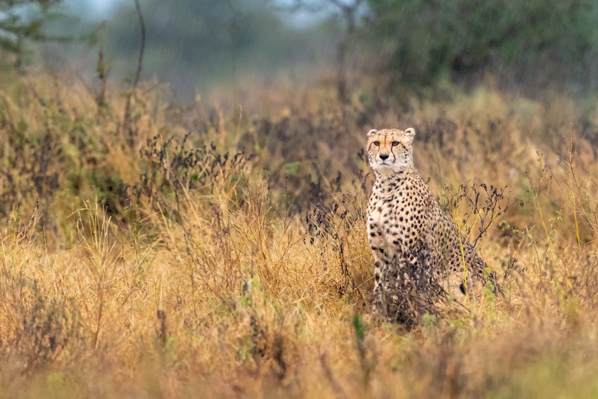 Cheeta on the lookout