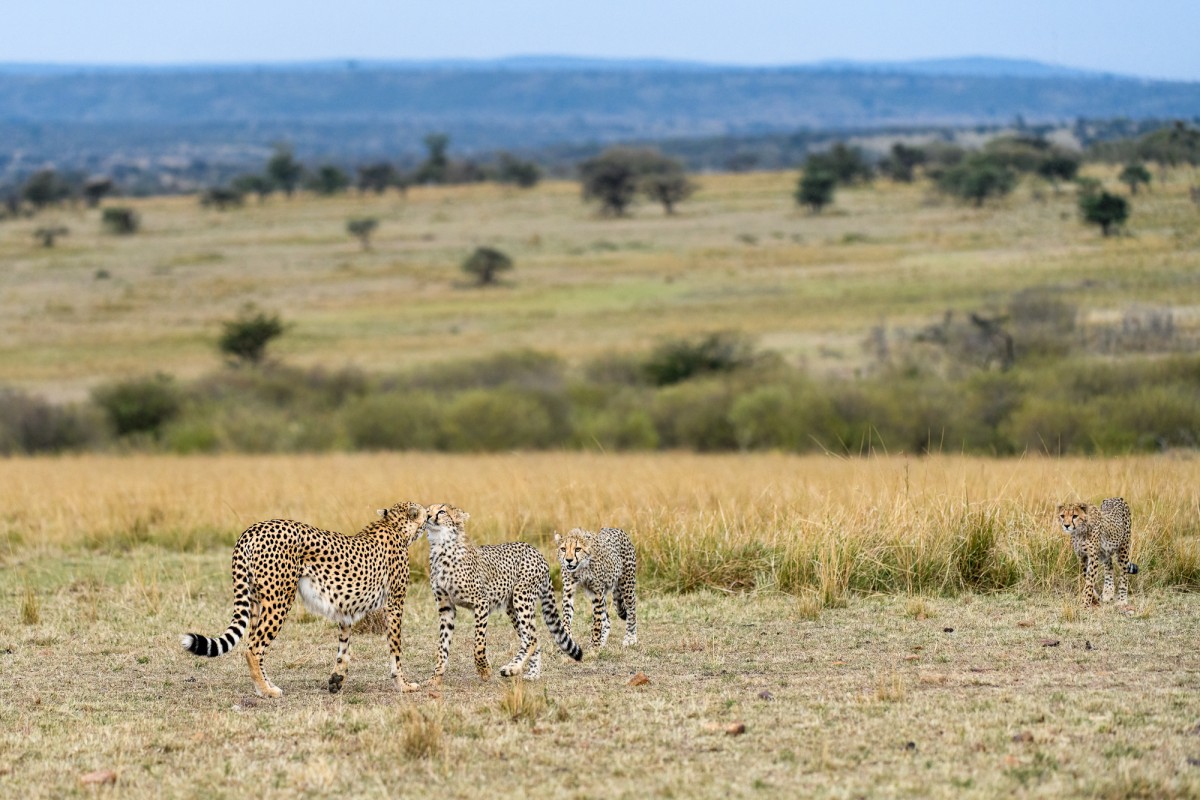 Cheetah mother named Neema with her 3 cubs - Maasai Mara National Reserve, Kenya