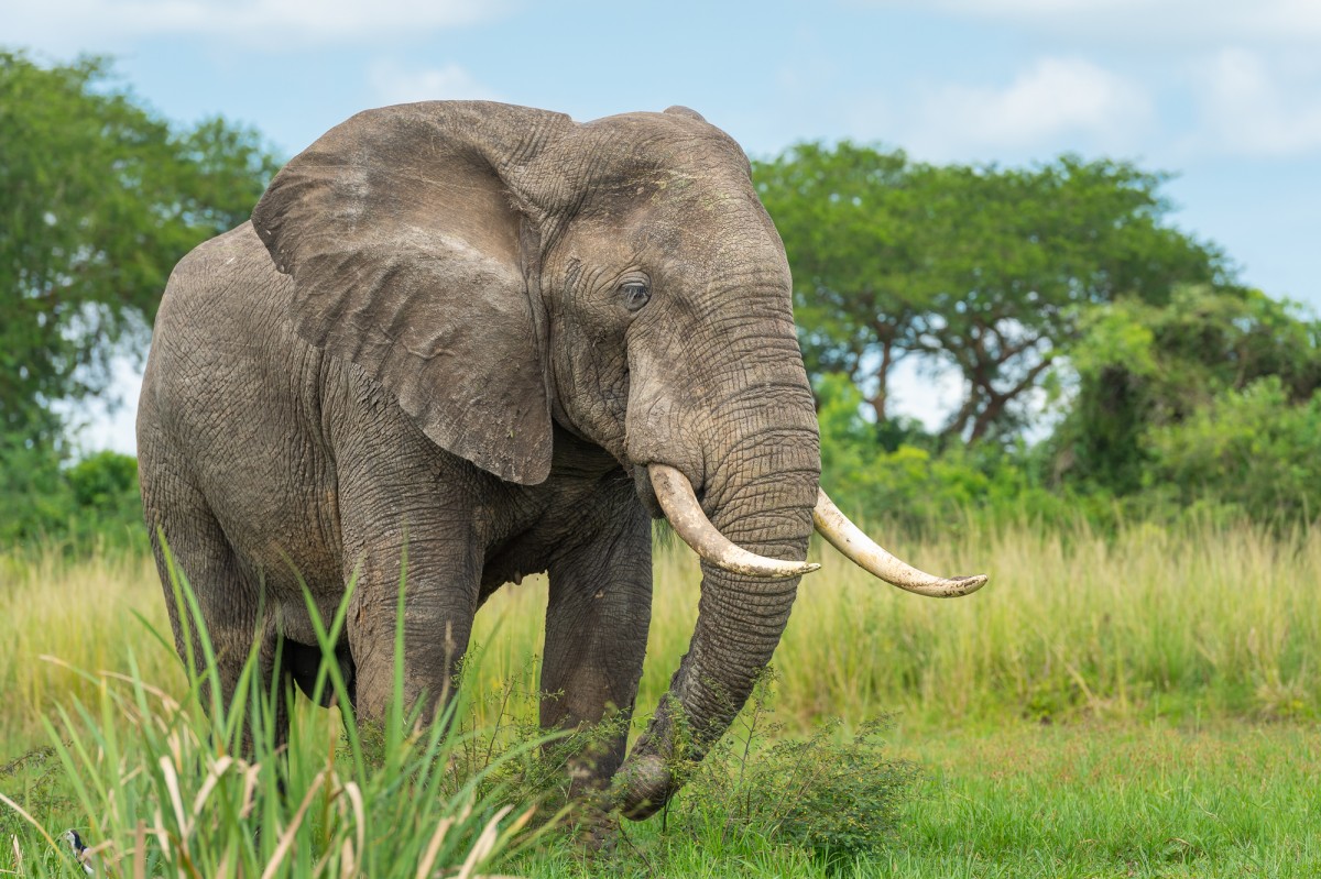 African elephant in its environment - Murchison Falls NP, Uganda