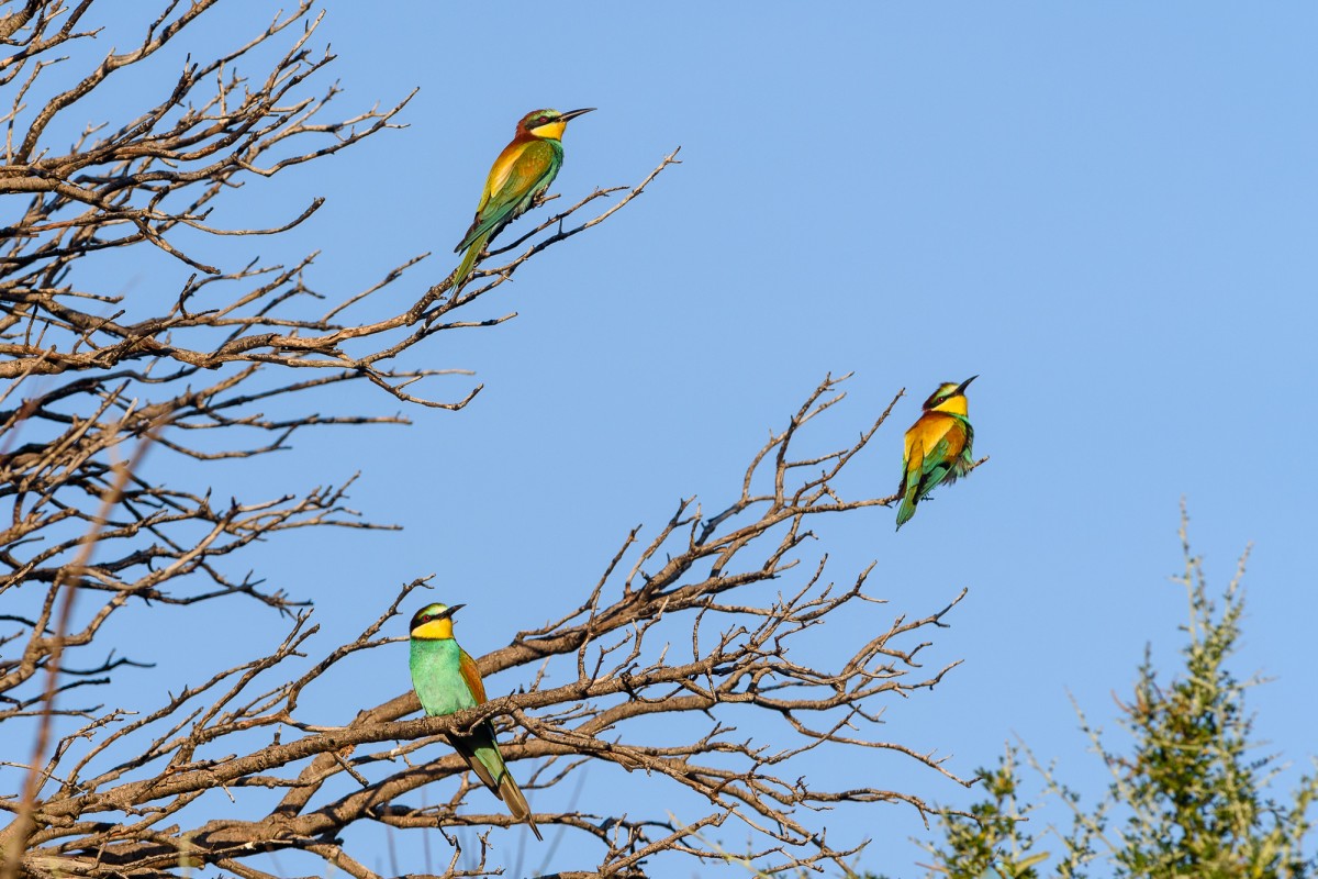 European bee-eaters (Merops apiaster) perching