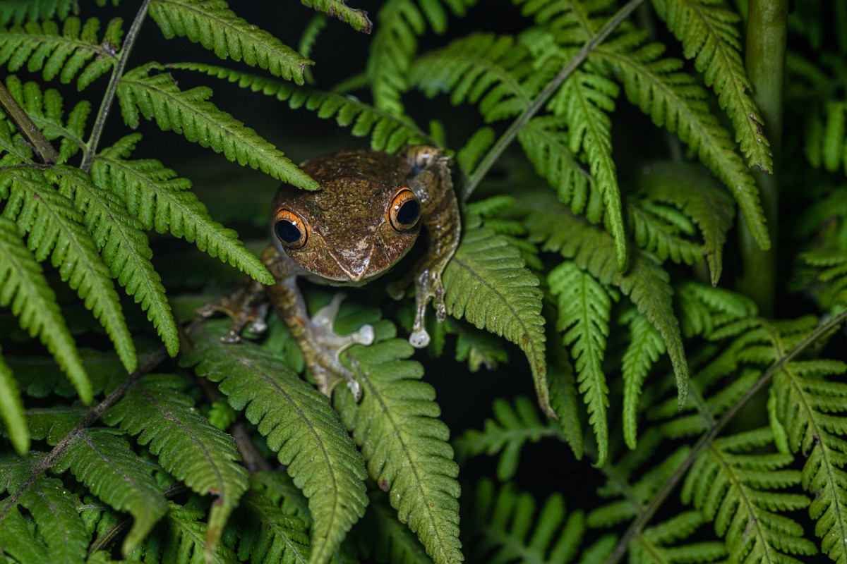 Frog hiding between fern leafs in the night - Ranomafana, Madagascar