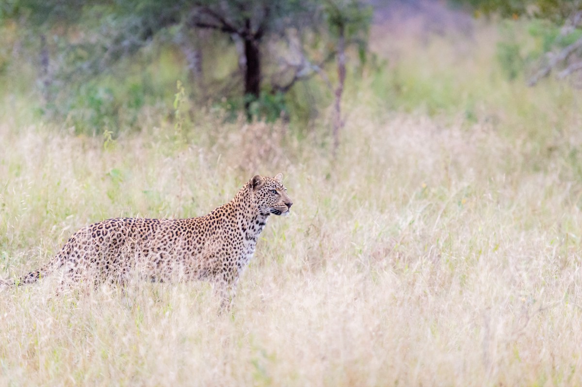 Leopard posing high grass