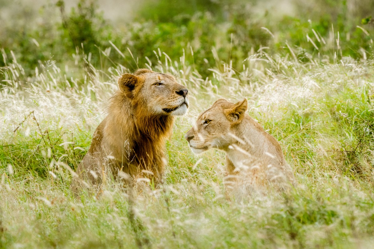 Lion and lioness in backlit grass