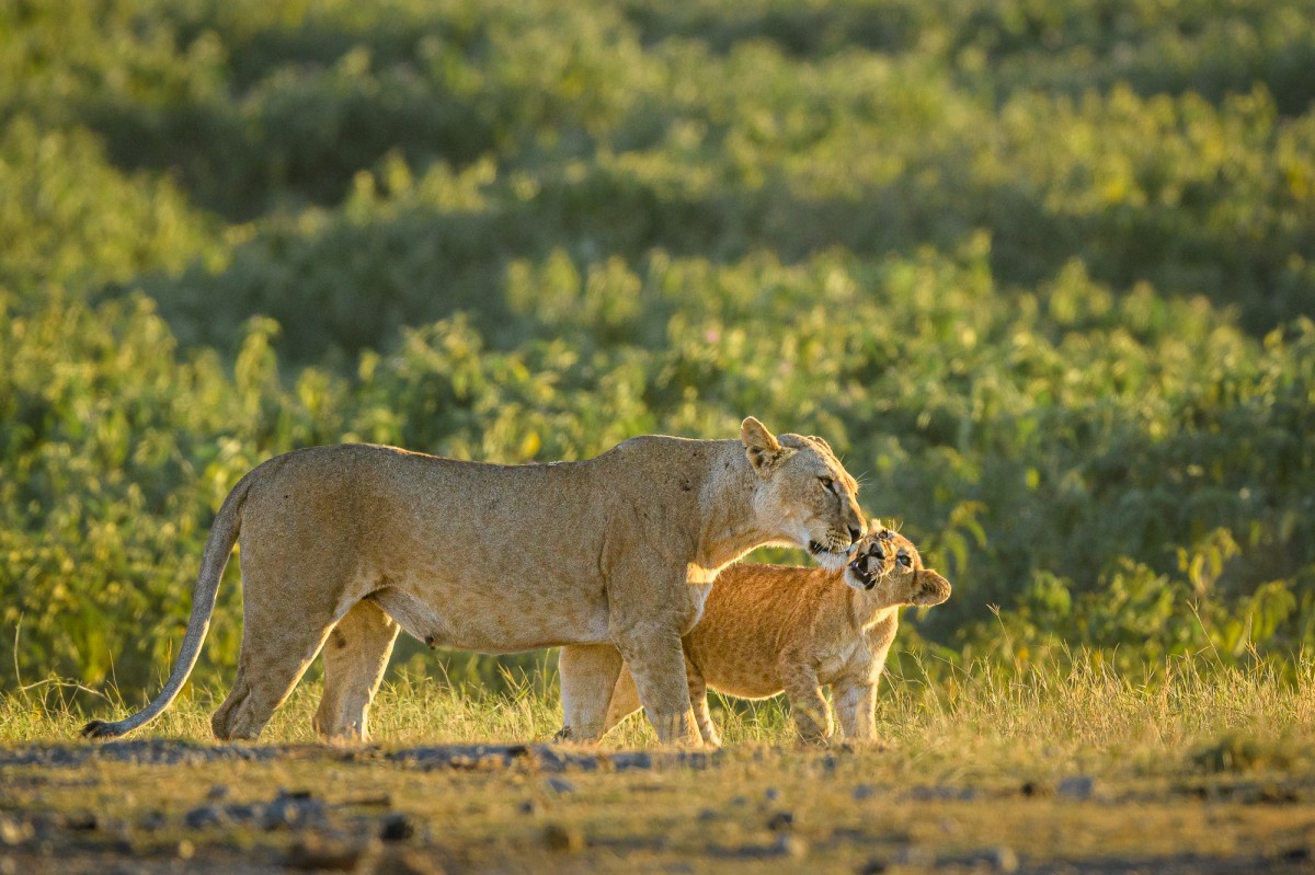 Lioness (Panthera leo) and cub interacting with each other - Amboseli National Park, Kenya