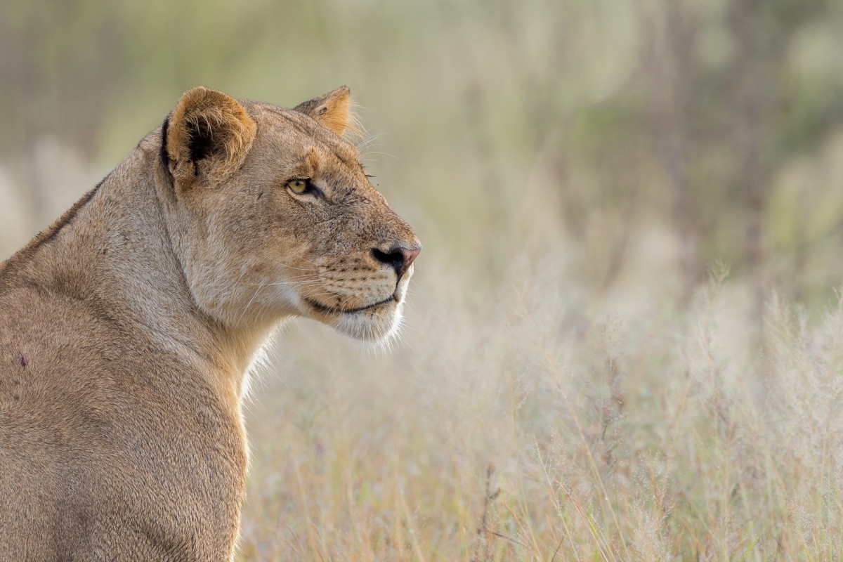 Portrait of a lioness