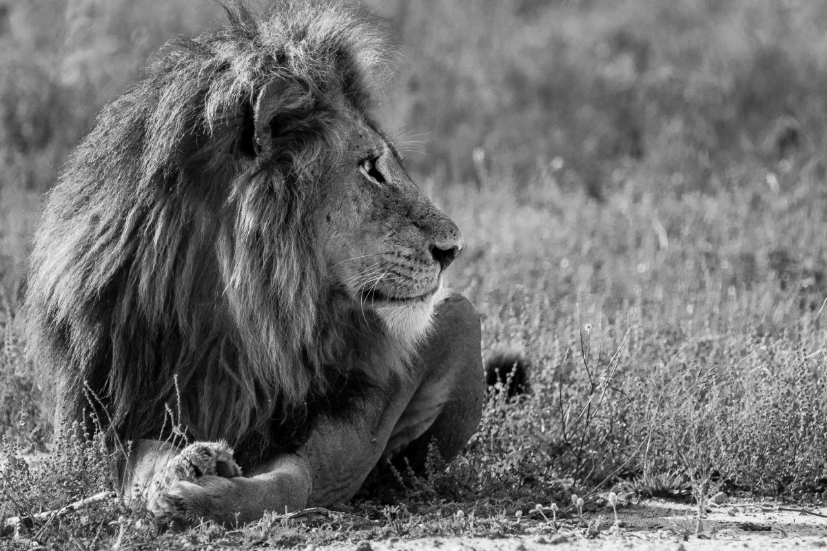 Black and white portrait of a majestic lion - Sabi Sands, South Africa