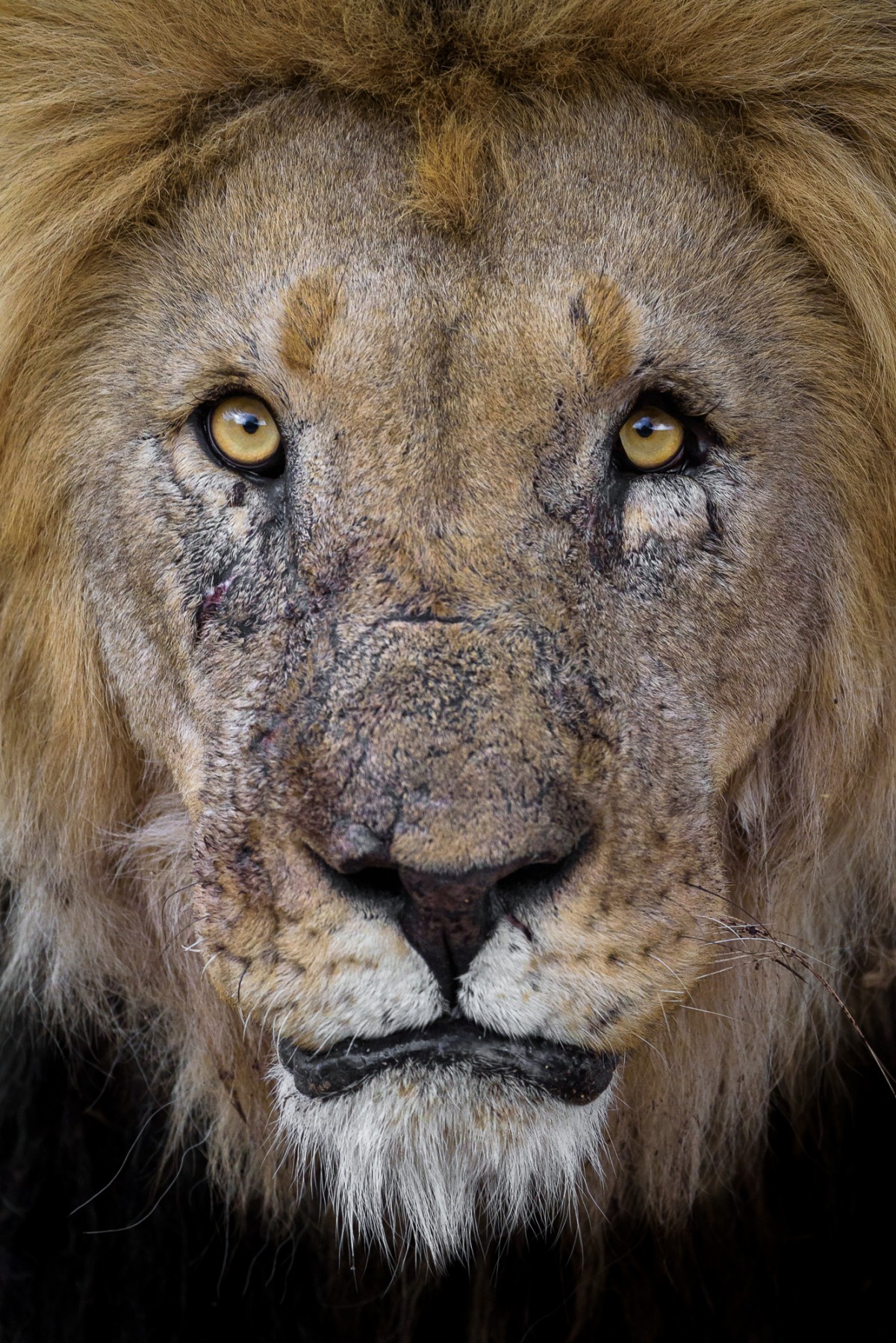 Portrait of a male lion - Erindi game reserve, Namibia