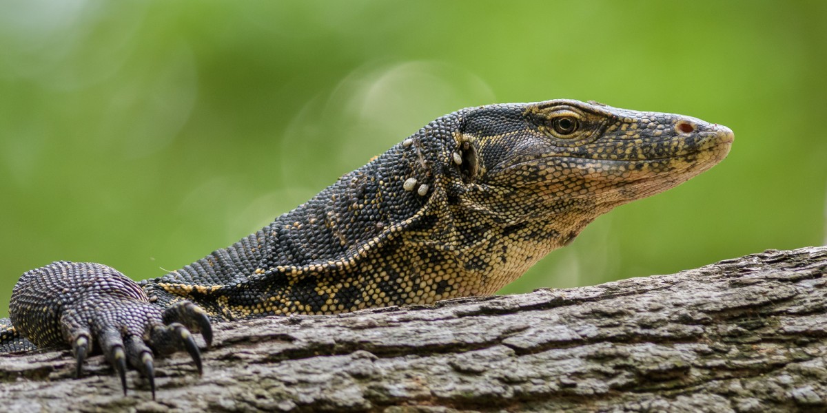 Portrait of an Asian water monitor