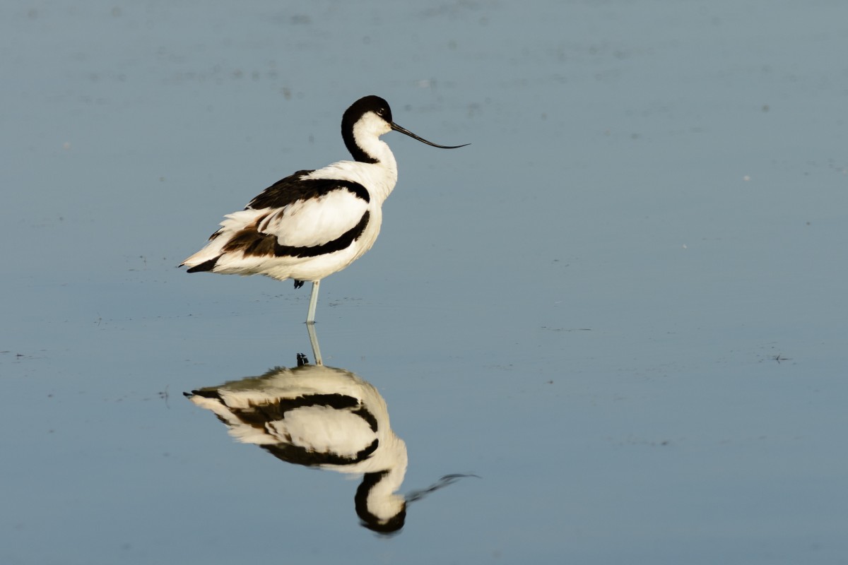 Pied advocet (Recurvirostra avosetta) reflection