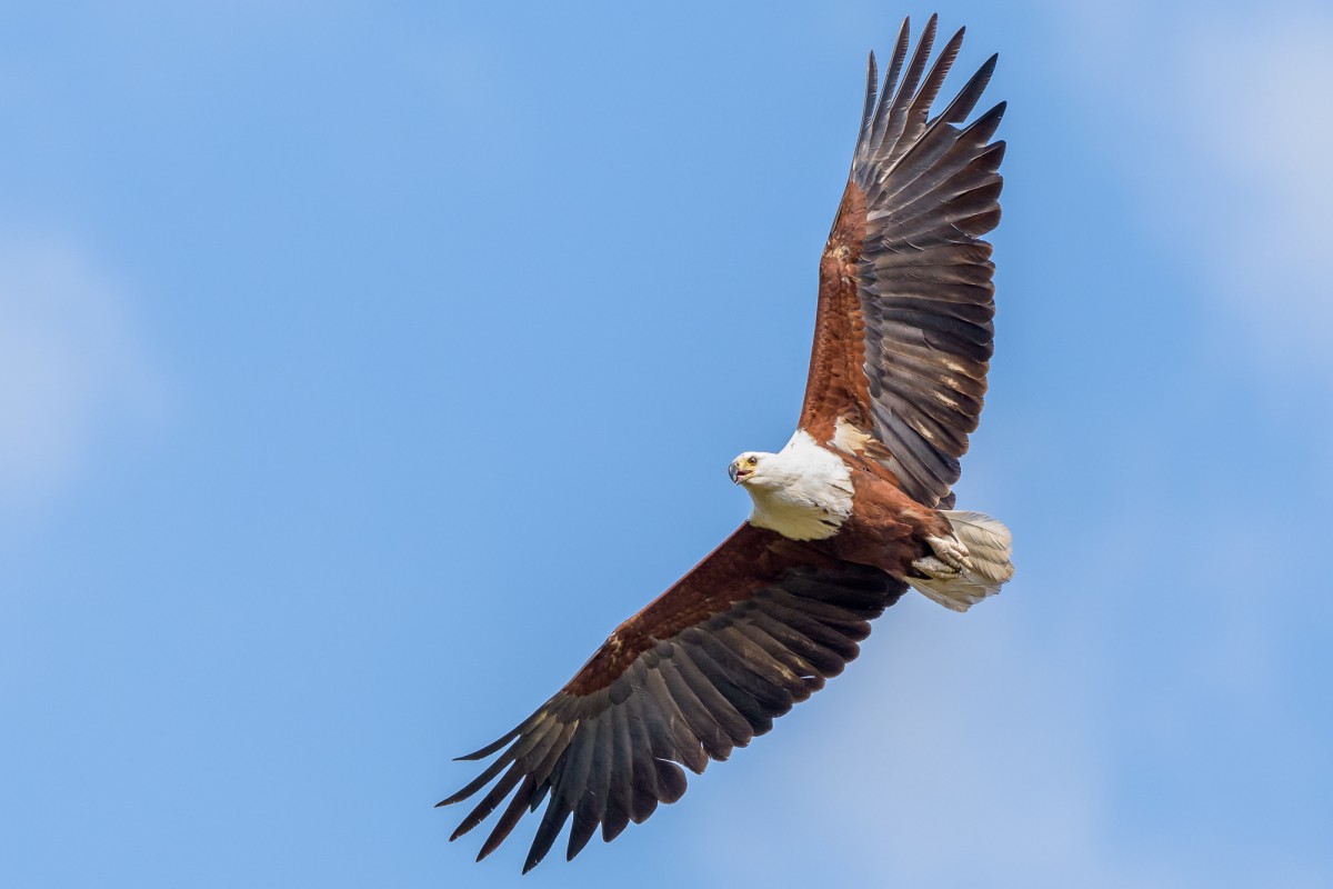 African Eagle in flight