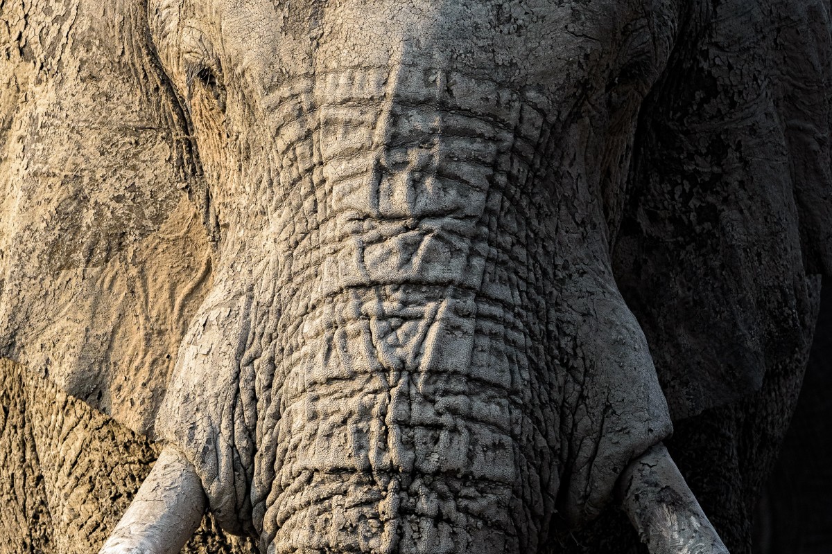 African Elephant close-up