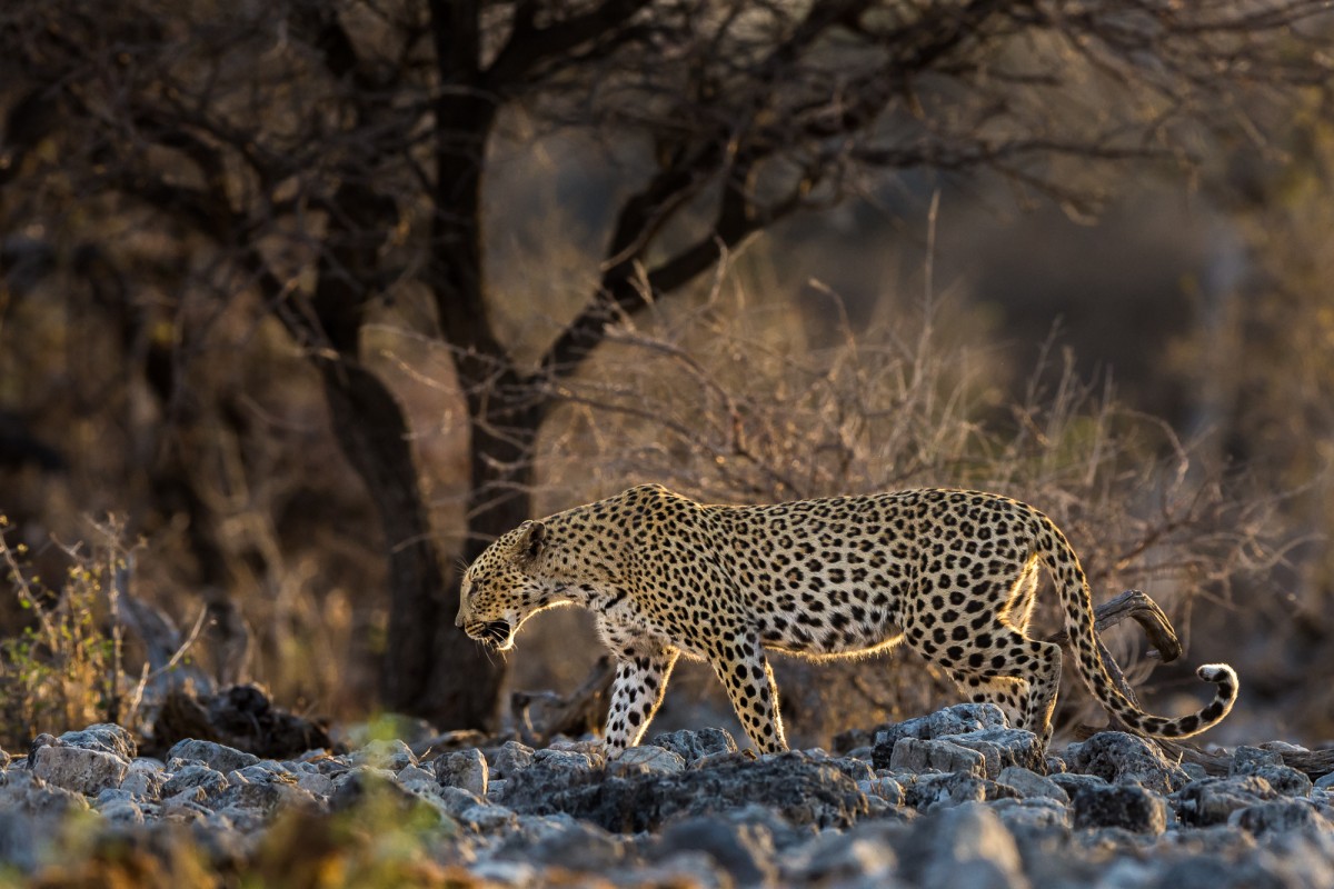 African leopard in sunset light - Etosha NP, Namibia