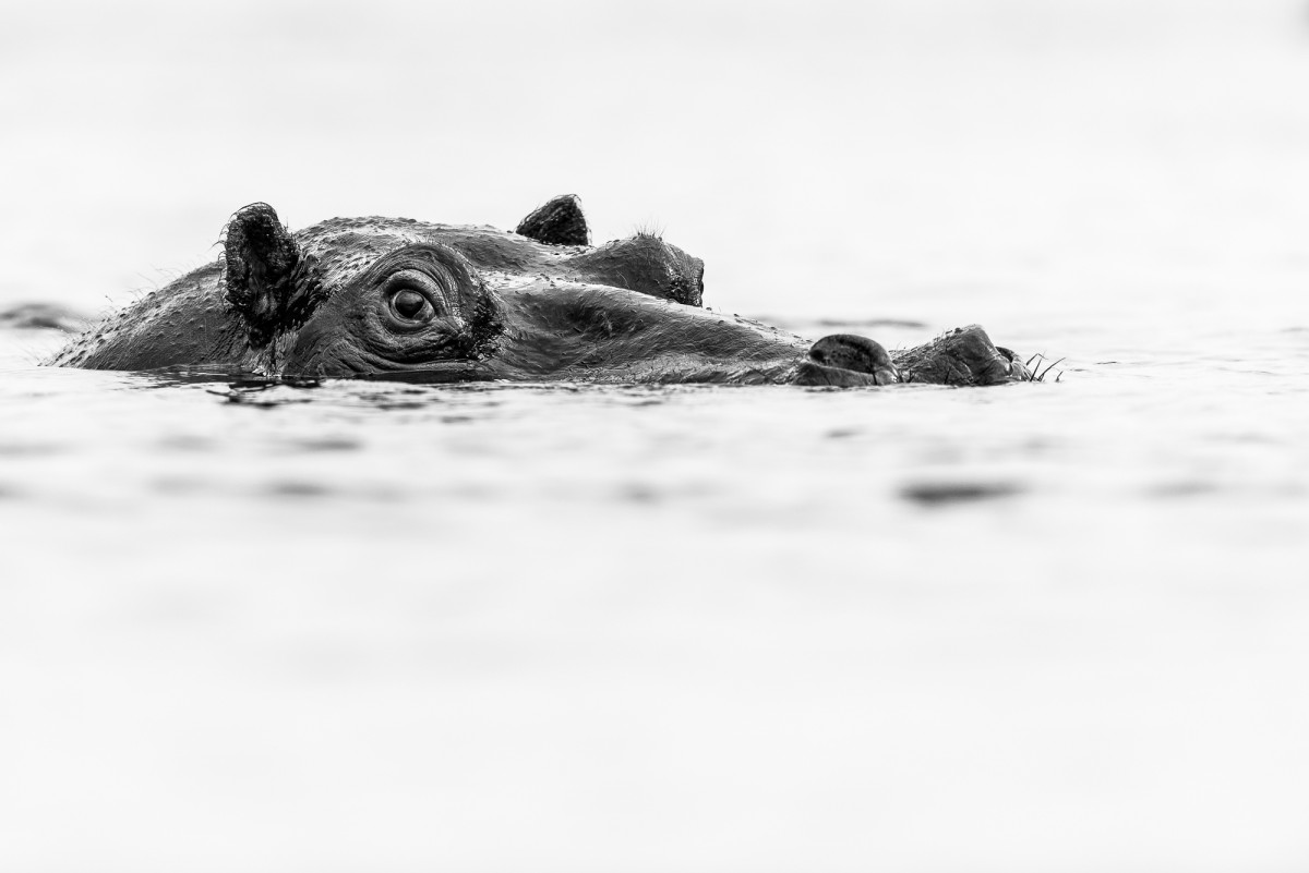 Hippo portrait Black and white