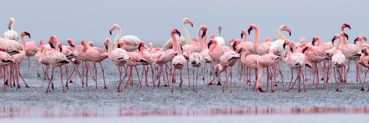 Greater and lesser flamingo