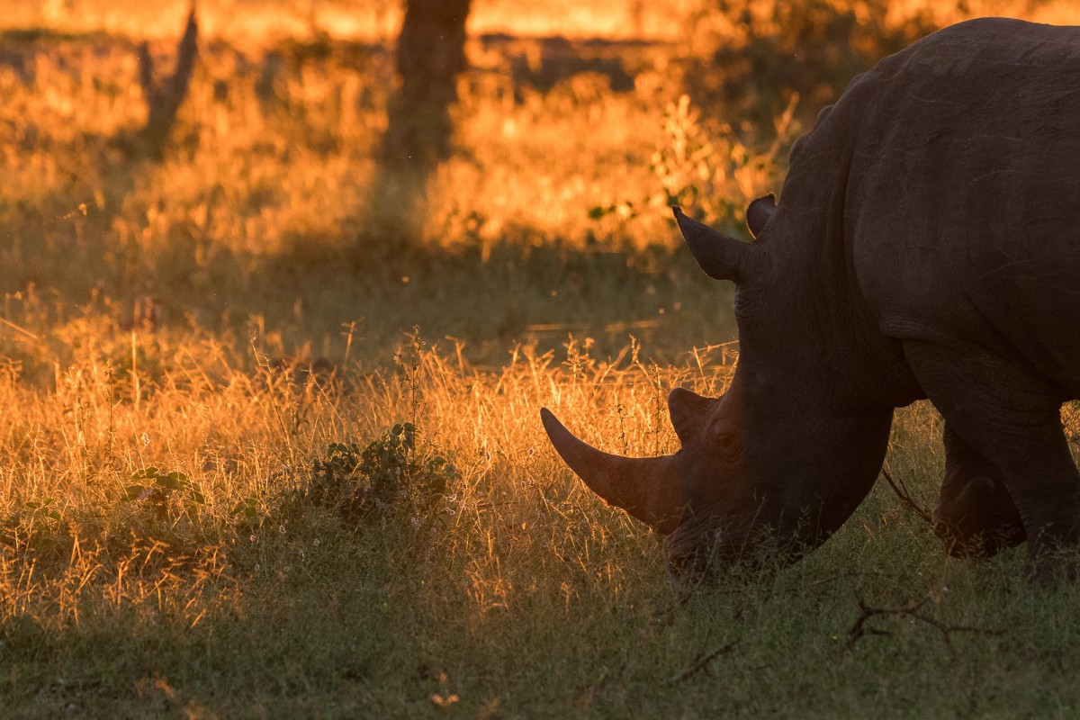 Rhino is sunset light