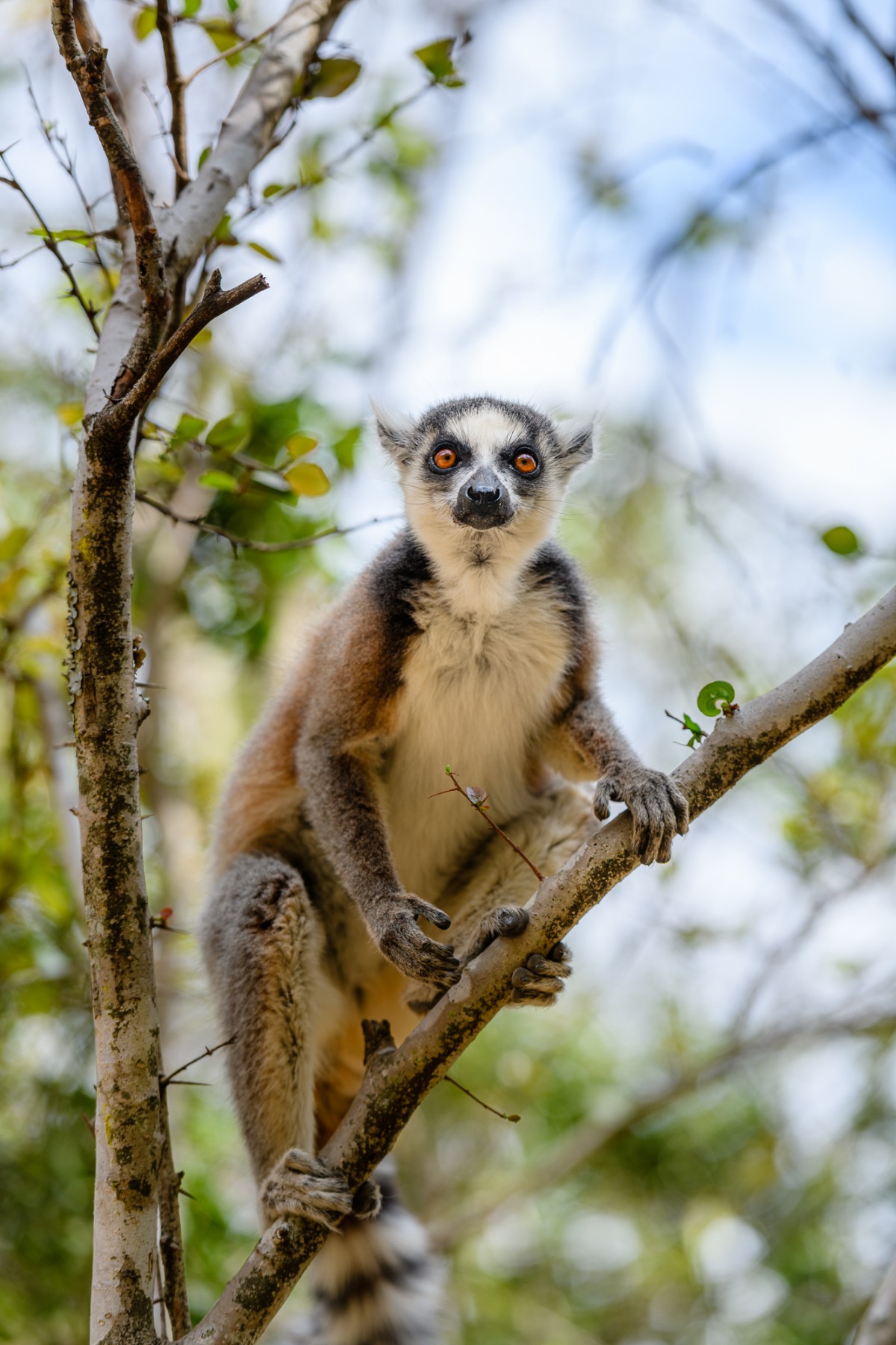 Portrait of a curious ring-tailed lemur - Isalo Np, Madagascar