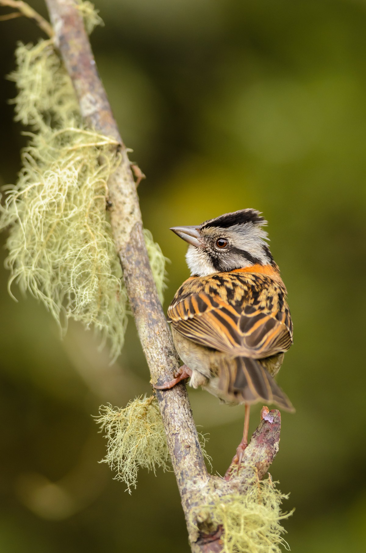 Rufous-collared Sparrow (Zonotrichia capensis) perching.