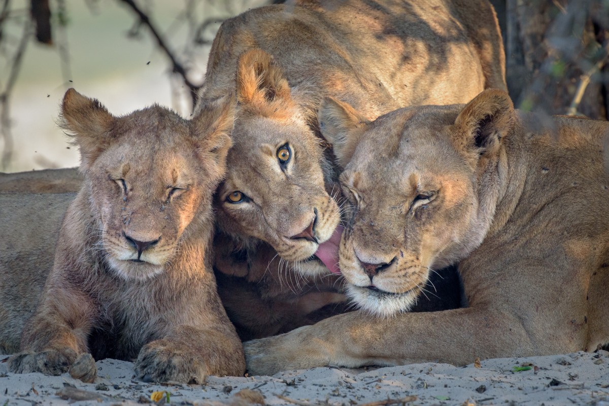 Small lion family - Chobe NP, Botswana