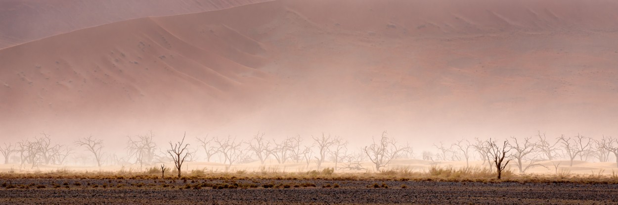 Dead tree's in the Namibian desert in a sandstorm - Sossusvei, Namibia
