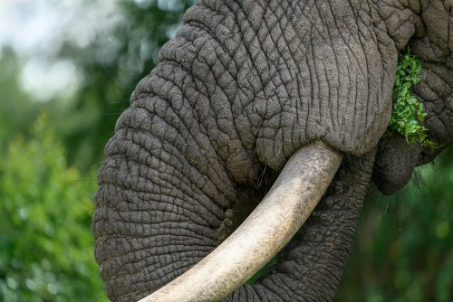 Closeup of an African elephant eating