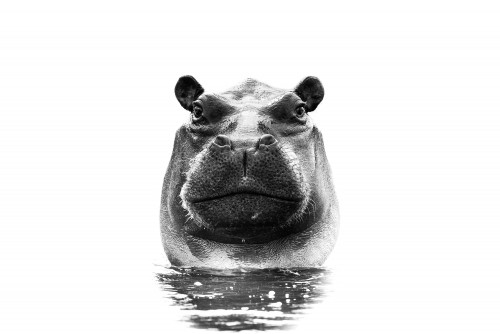 Black and white portrait of a hippo
