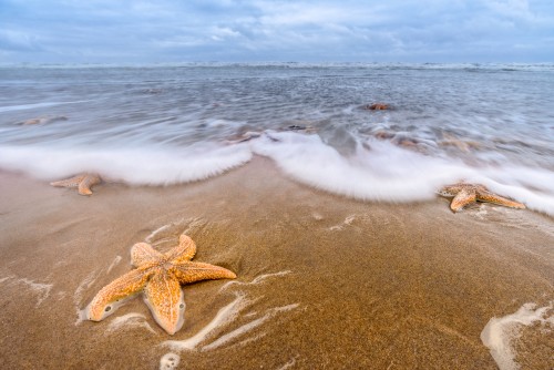 Starfishes on the beach in Katwijk
