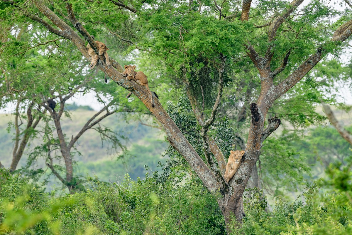 Famous tree climbing lions of the Ishasha sector - Queen Elizabeth NP, Uganda
