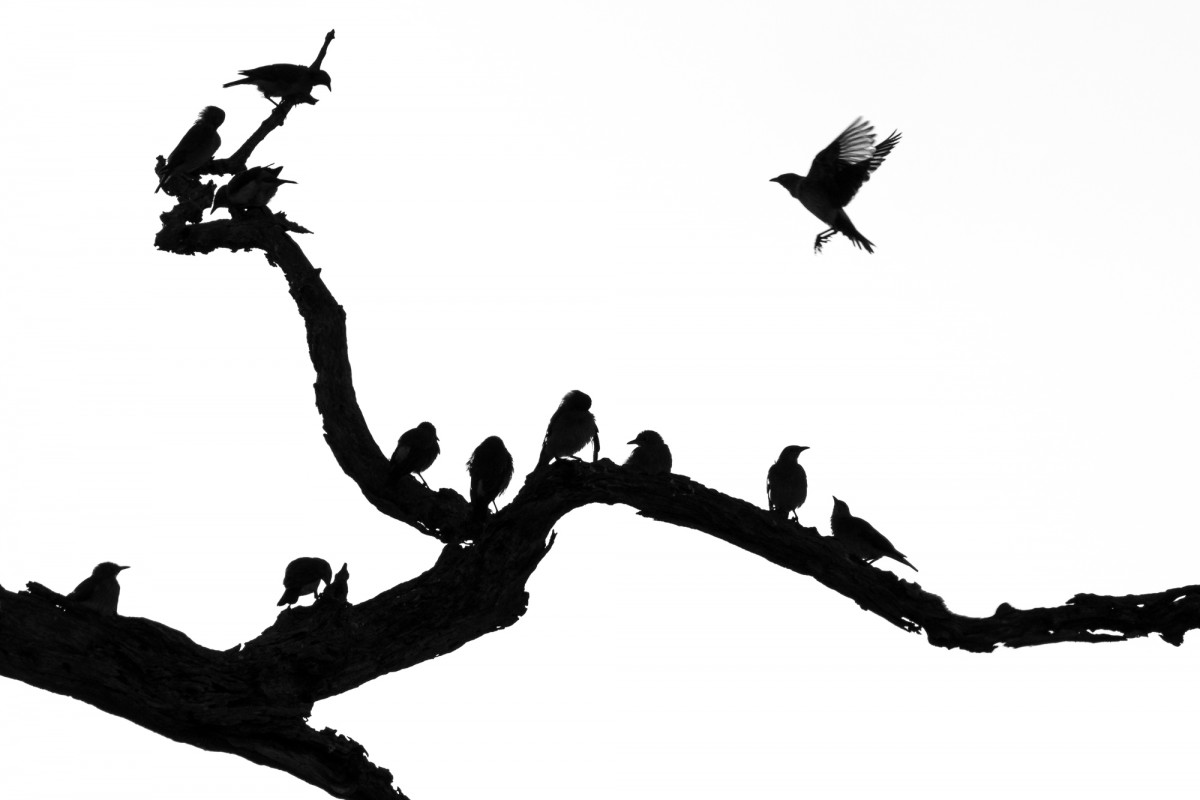 Silhouette of birds on a branch