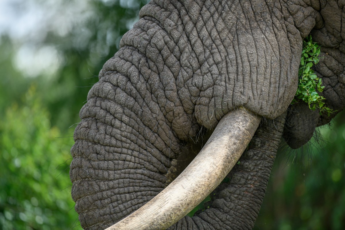 close up of and elephant trunk with weeds in its mouth