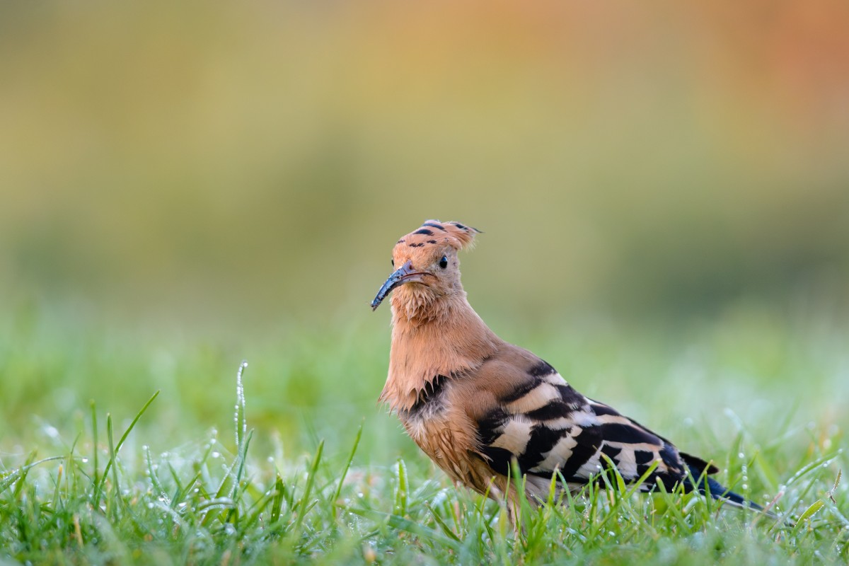 Eurasian hoopoe (Upupa epops)