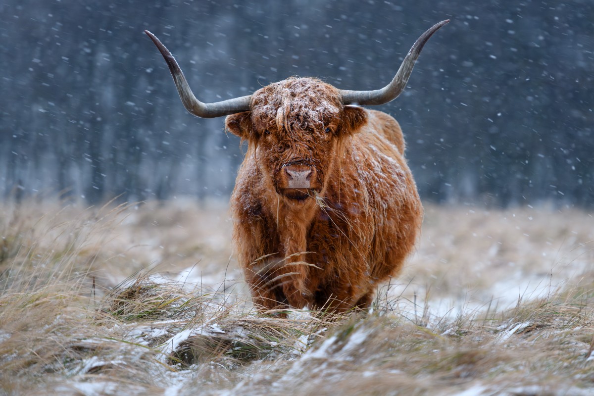 Highland cattle during snowy weather