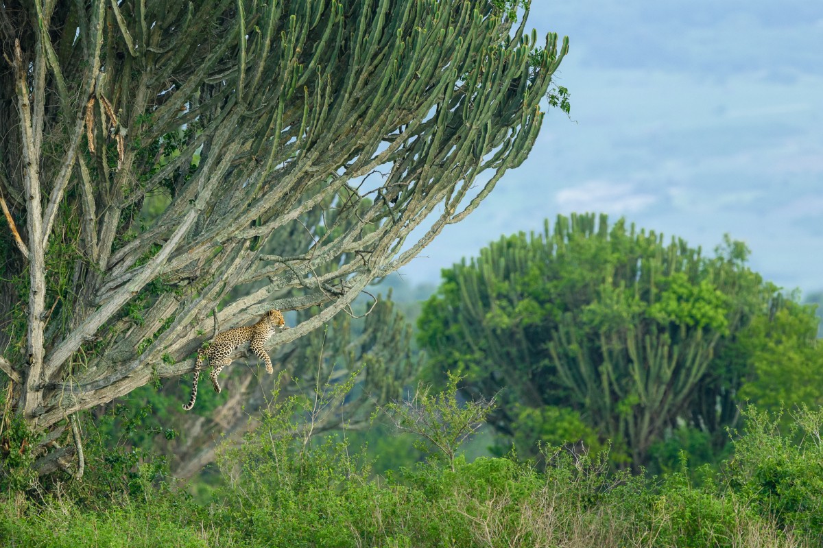 African leopard (Panthera pardus pardus) in a Candelabra tree - Queen Elizabeth national Park, Uganda - This photo has been selected as a winning photo for the Remembering leopards contest 2023