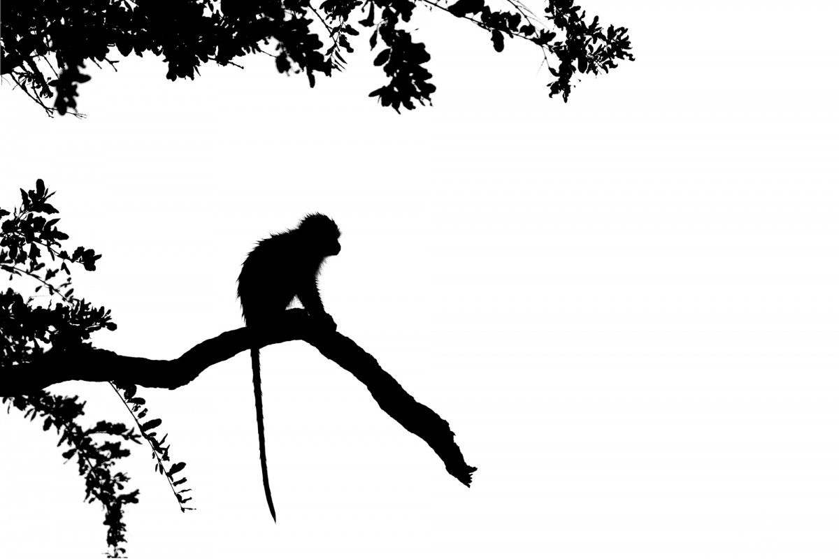 silhouette of a vervet monkey on a branch