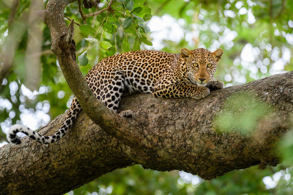 Female leopard on a branch