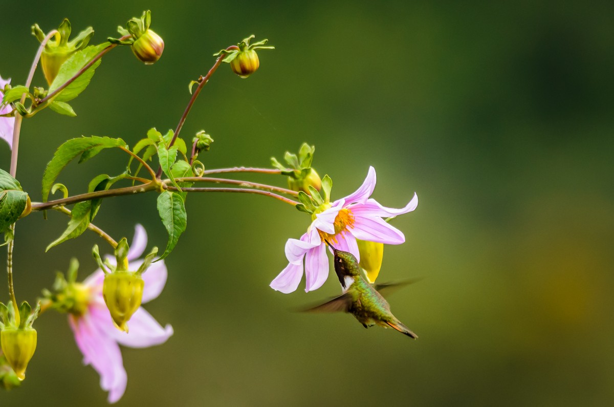 Volcano hummingbird drinking from a flower - Costa Rica