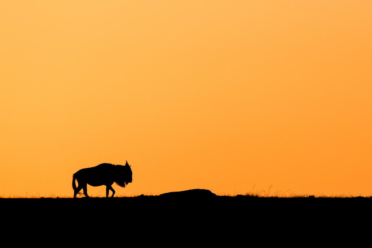 Silhouette of a wildebeest during sunrise - Maasai Mara, Kenya