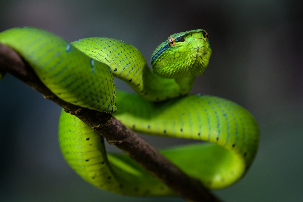 Waglers pit viper (Tropidolaemus wagleri)