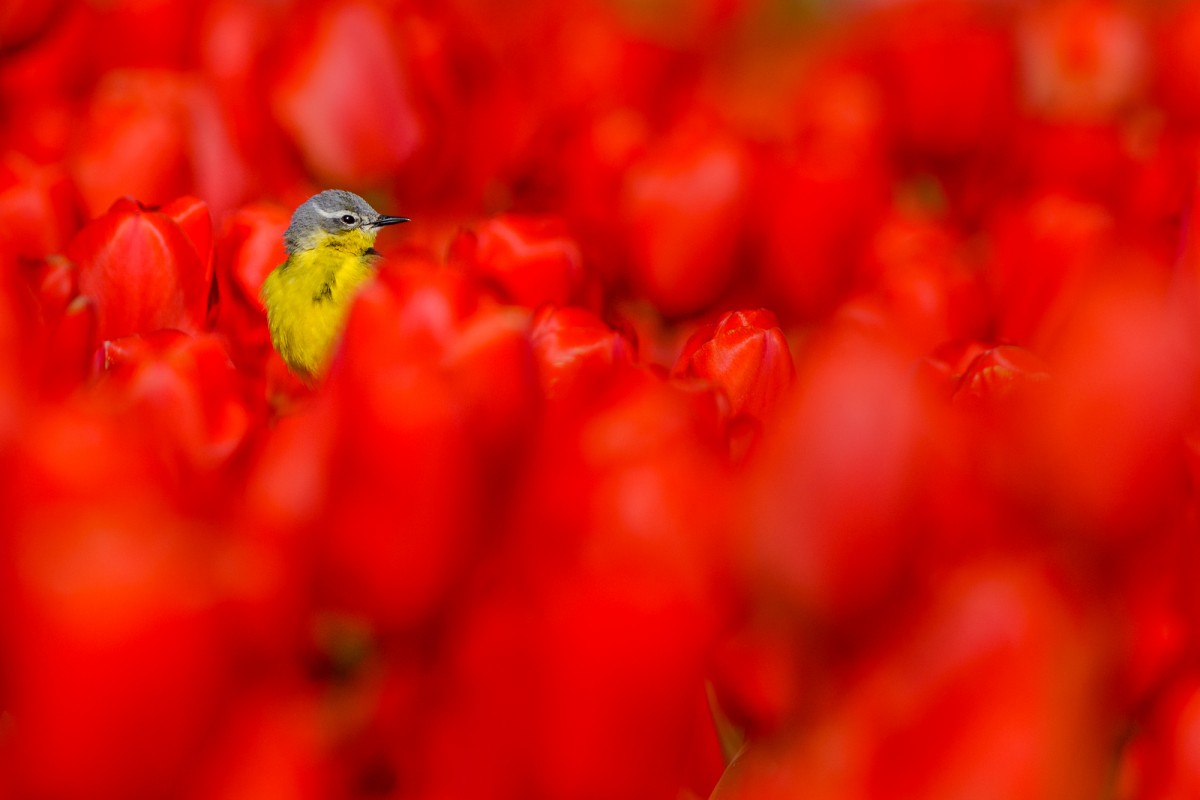 Yellow Wagtail (Motacilla flava) in a field of red tulips - Noordwijk, The Netherlands