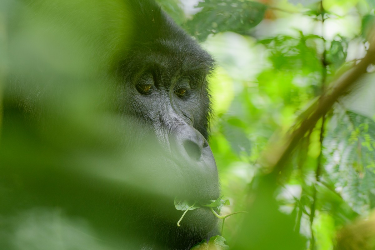 Face of a silverback mountain gorilla