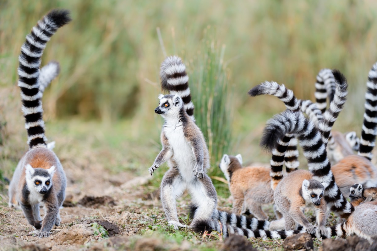 Group of ring-tailed lemurs - Parc Anja, Madagascar