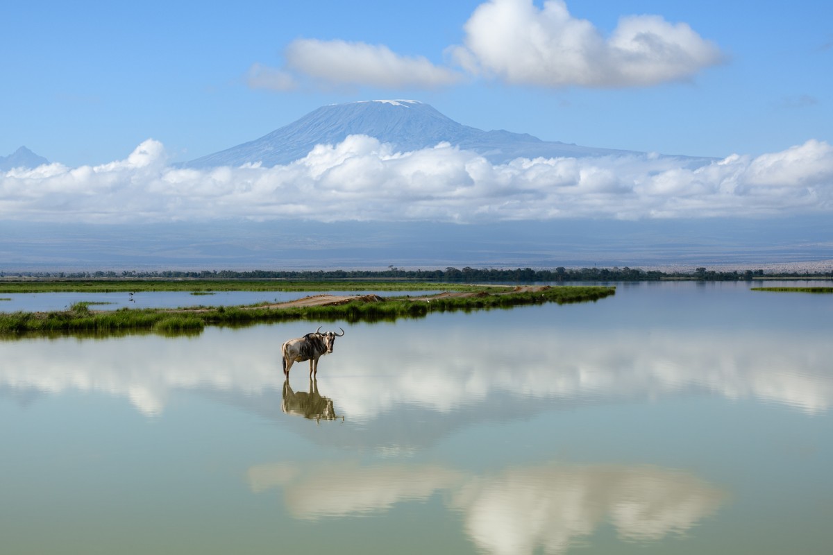 Wildebeest in front of the Kilimanjaro with reflection - Amboseli, Kenya