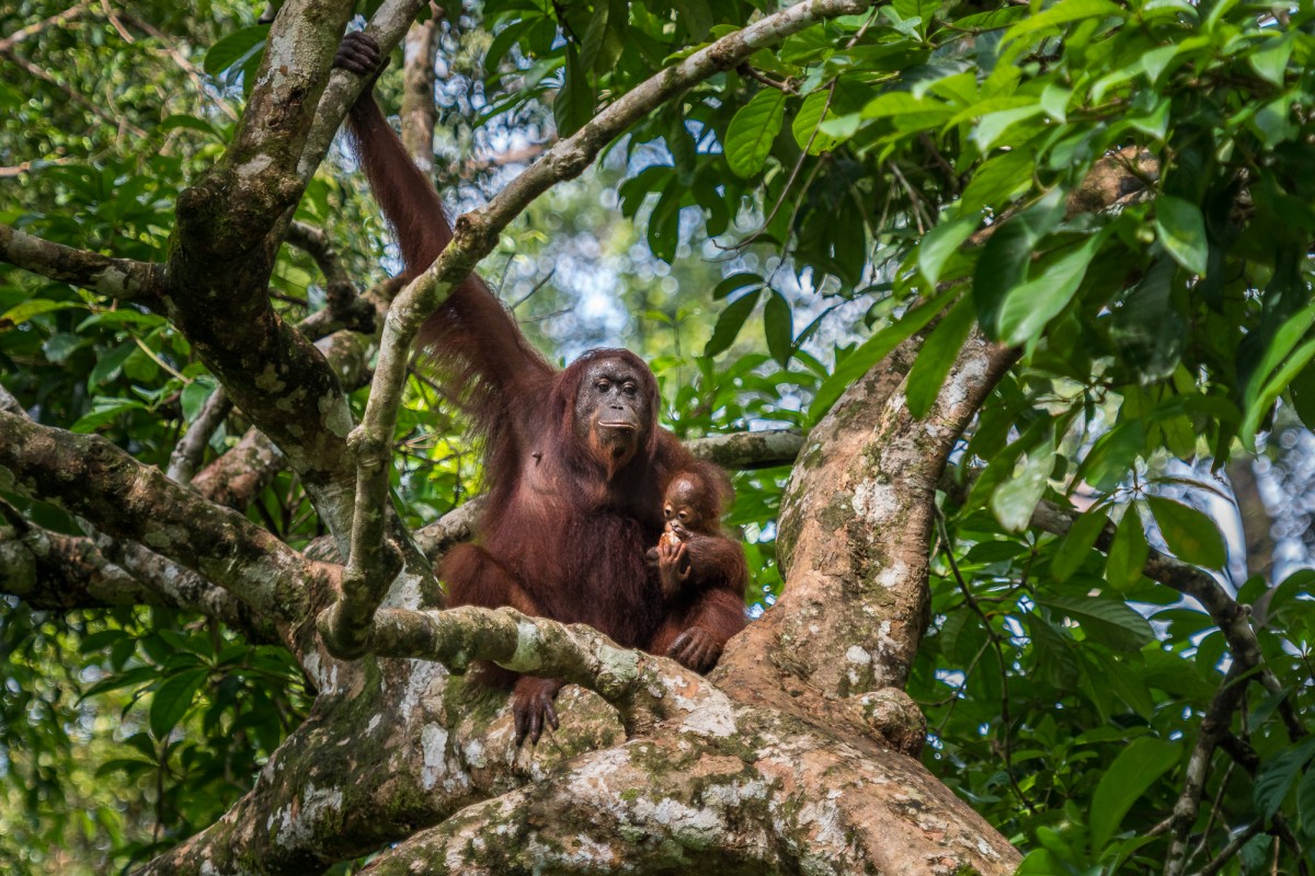 Urangutan with a baby in a tree