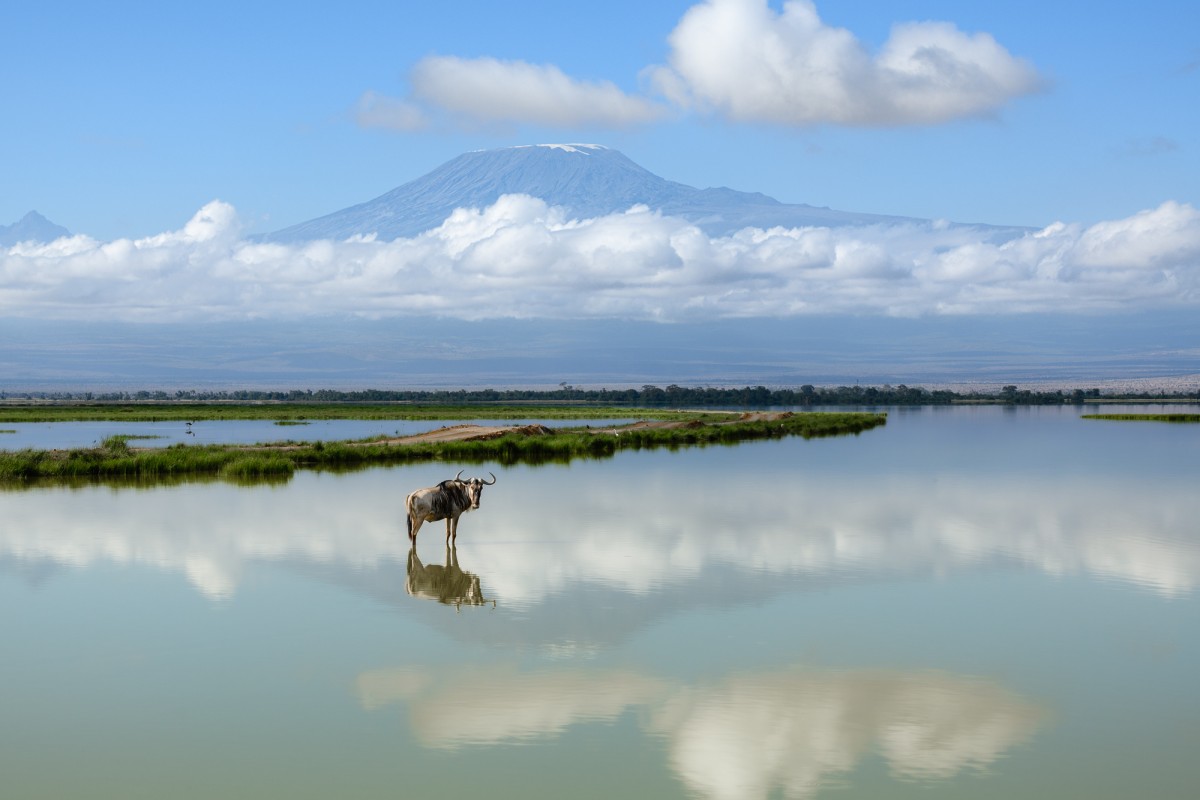 Blue wildebeest (Connochaetes taurinus) in front of the Kilimanjaro, with reflections in water - Amboseli National Park, Kenya