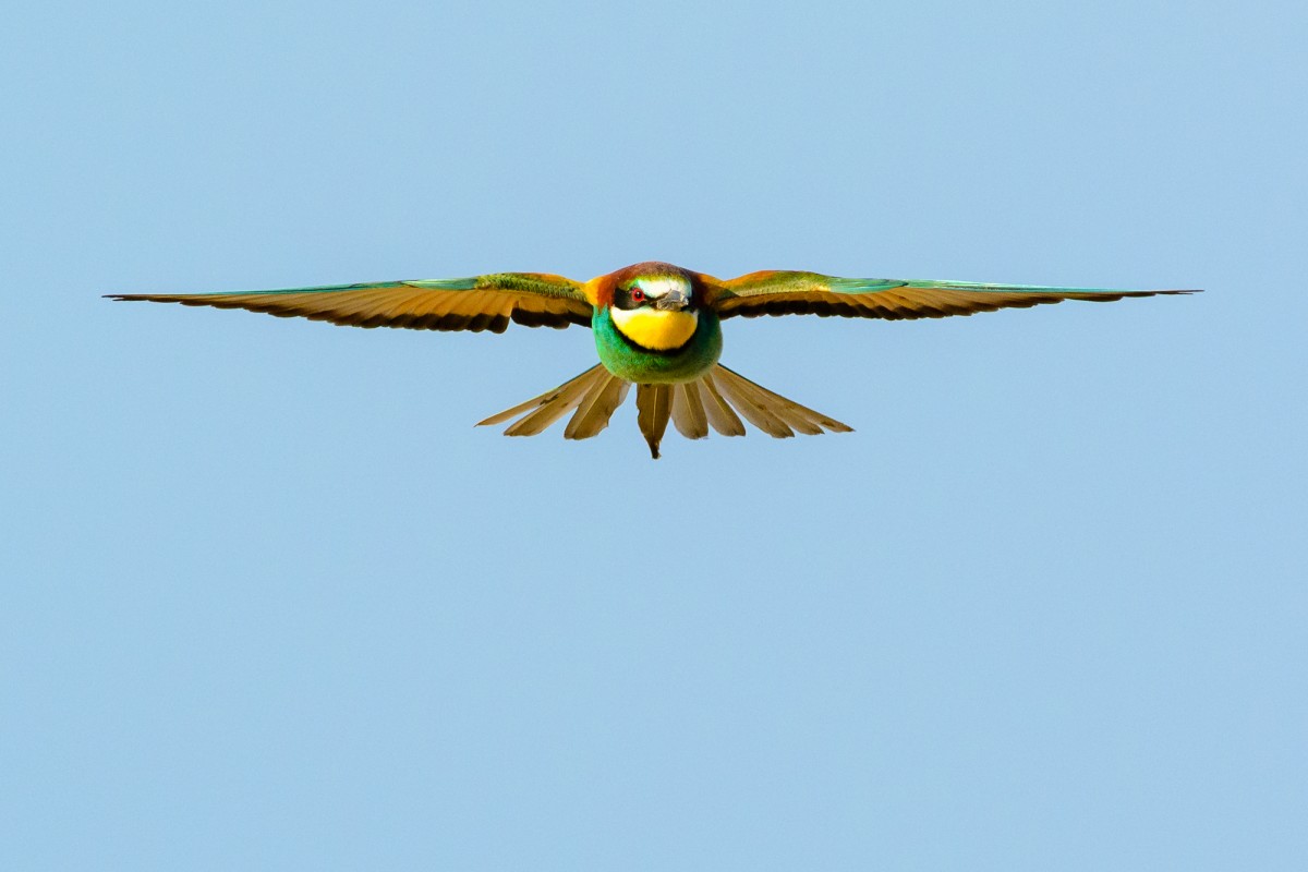 European bee-eater (Merops apiaster) flying